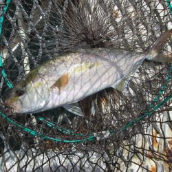 下関フィッシングパーク 釣果