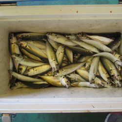 下関フィッシングパーク 釣果