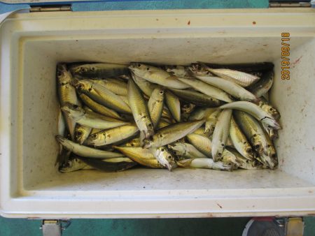 下関フィッシングパーク 釣果