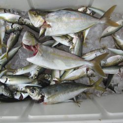 下関フィッシングパーク 釣果