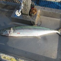 オリジナルメーカー海づり公園(市原市海づり施設) 釣果