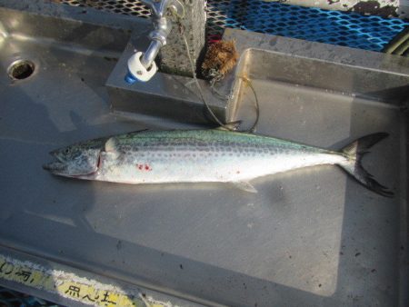 オリジナルメーカー海づり公園(市原市海づり施設) 釣果