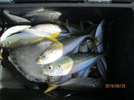 下関フィッシングパーク 釣果