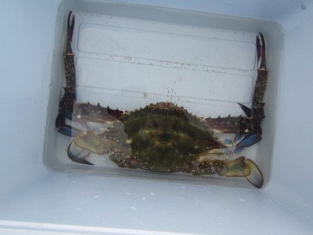 オリジナルメーカー海づり公園(市原市海づり施設) 釣果