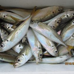 下関フィッシングパーク 釣果