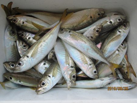 下関フィッシングパーク 釣果