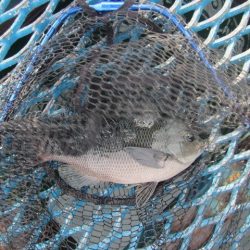 オリジナルメーカー海づり公園(市原市海づり施設) 釣果