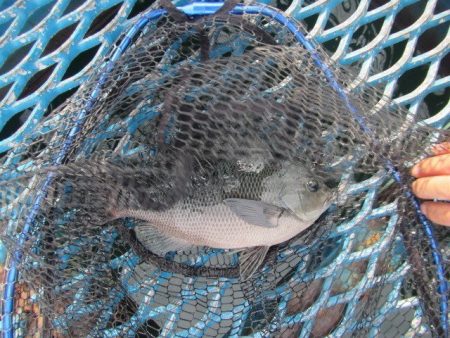 オリジナルメーカー海づり公園(市原市海づり施設) 釣果