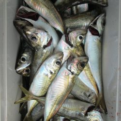 下関フィッシングパーク 釣果