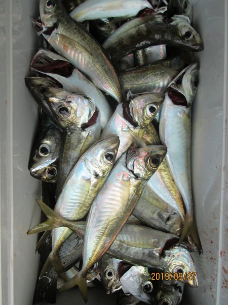 下関フィッシングパーク 釣果