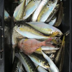 下関フィッシングパーク 釣果