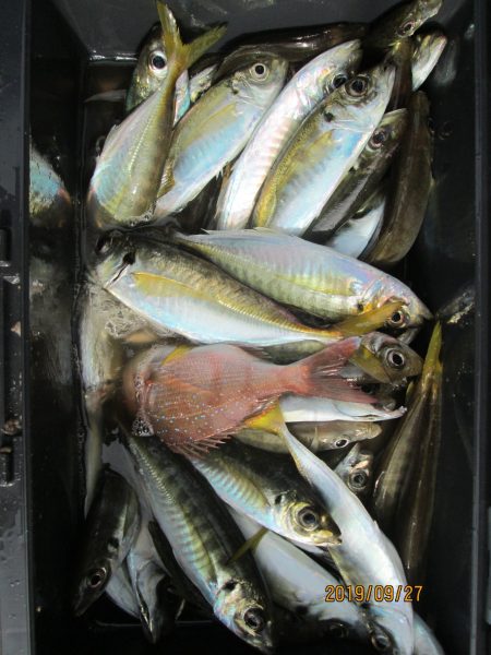 下関フィッシングパーク 釣果