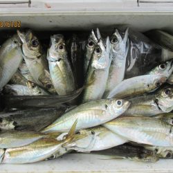 下関フィッシングパーク 釣果