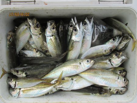 下関フィッシングパーク 釣果