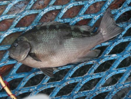 オリジナルメーカー海づり公園(市原市海づり…