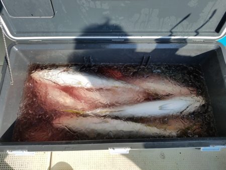 遊漁船　ニライカナイ 釣果