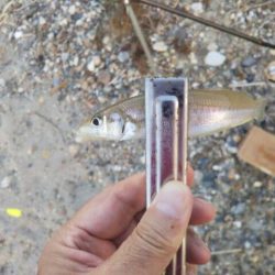 明石川河口サーフのキス釣り