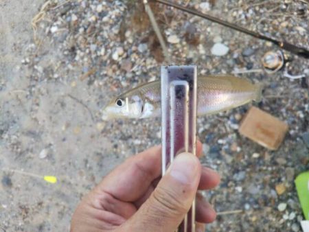 明石川河口サーフのキス釣り