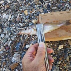 明石川河口サーフのキス釣り