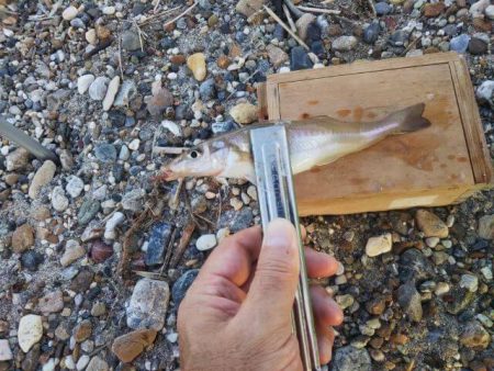 明石川河口サーフのキス釣り