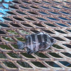 オリジナルメーカー海づり公園(市原市海づり施設) 釣果