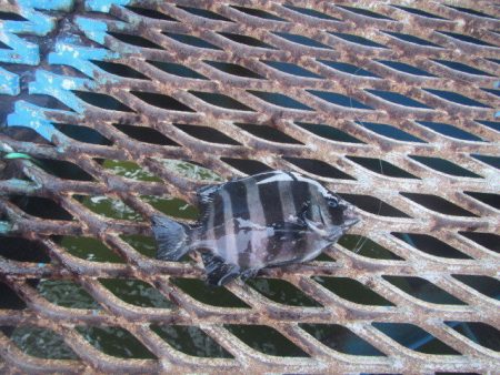 オリジナルメーカー海づり公園(市原市海づり施設) 釣果