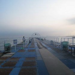 オリジナルメーカー海づり公園(市原市海づり施設) 釣果