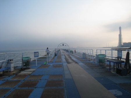 オリジナルメーカー海づり公園(市原市海づり施設) 釣果