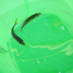 オリジナルメーカー海づり公園(市原市海づり施設) 釣果