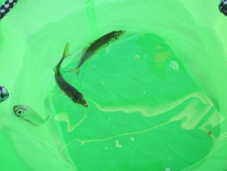 オリジナルメーカー海づり公園(市原市海づり施設) 釣果