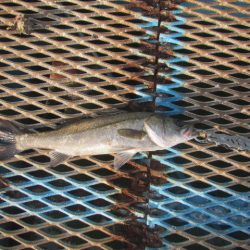 オリジナルメーカー海づり公園(市原市海づり施設) 釣果