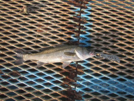 オリジナルメーカー海づり公園(市原市海づり…