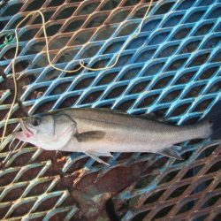 オリジナルメーカー海づり公園(市原市海づり施設) 釣果