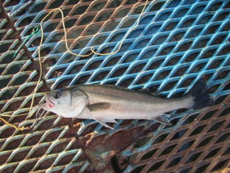 オリジナルメーカー海づり公園(市原市海づり施設) 釣果