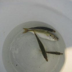 オリジナルメーカー海づり公園(市原市海づり施設) 釣果