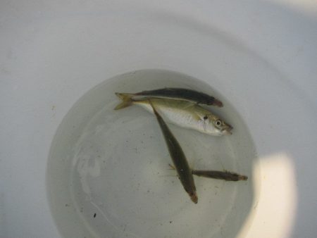 オリジナルメーカー海づり公園(市原市海づり施設) 釣果