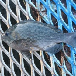 オリジナルメーカー海づり公園(市原市海づり施設) 釣果