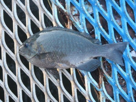 オリジナルメーカー海づり公園(市原市海づり施設) 釣果