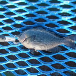 オリジナルメーカー海づり公園(市原市海づり施設) 釣果