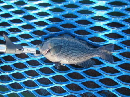 オリジナルメーカー海づり公園(市原市海づり施設) 釣果