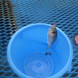 オリジナルメーカー海づり公園(市原市海づり施設) 釣果