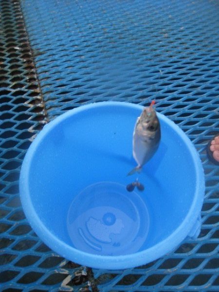 オリジナルメーカー海づり公園(市原市海づり施設) 釣果