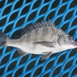 オリジナルメーカー海づり公園(市原市海づり施設) 釣果