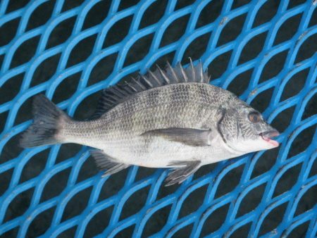 オリジナルメーカー海づり公園(市原市海づり施設) 釣果