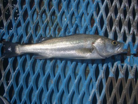 オリジナルメーカー海づり公園(市原市海づり施設) 釣果