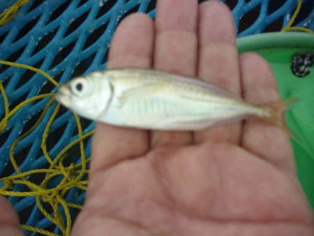 オリジナルメーカー海づり公園(市原市海づり施設) 釣果