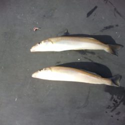 オリジナルメーカー海づり公園(市原市海づり施設) 釣果