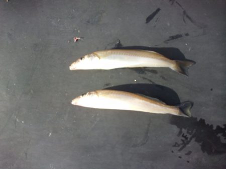 オリジナルメーカー海づり公園(市原市海づり施設) 釣果