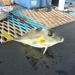 オリジナルメーカー海づり公園(市原市海づり施設) 釣果