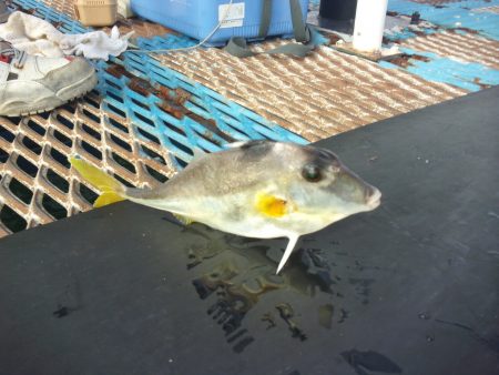 オリジナルメーカー海づり公園(市原市海づり施設) 釣果